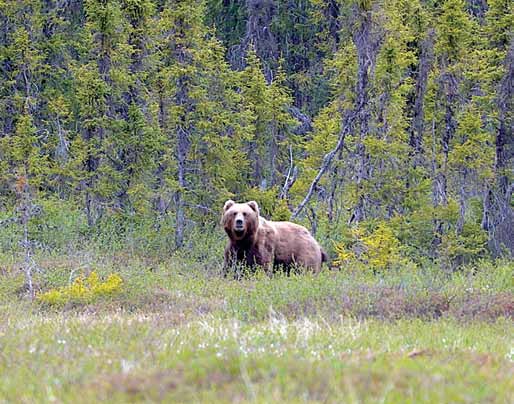 The big grizzly just before the shot. The hunters were fortunate that he didn’t escape into the nearby tree line.