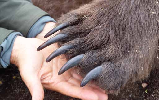 The size of a grizzly’s claws give you some idea of its killing potential.