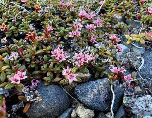 In late spring, the tundra is a riot of colorful wildflowers.